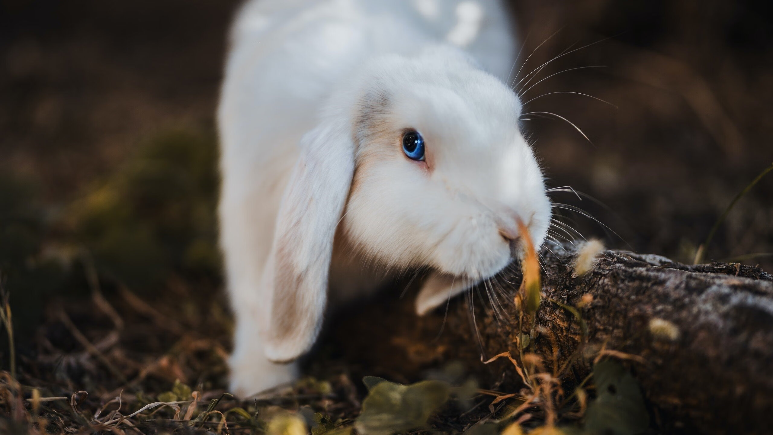 开云体育app网页版安全-【高效训练】奥沙利文每日必做的攻守结合训练法，奥沙利文的技术分析