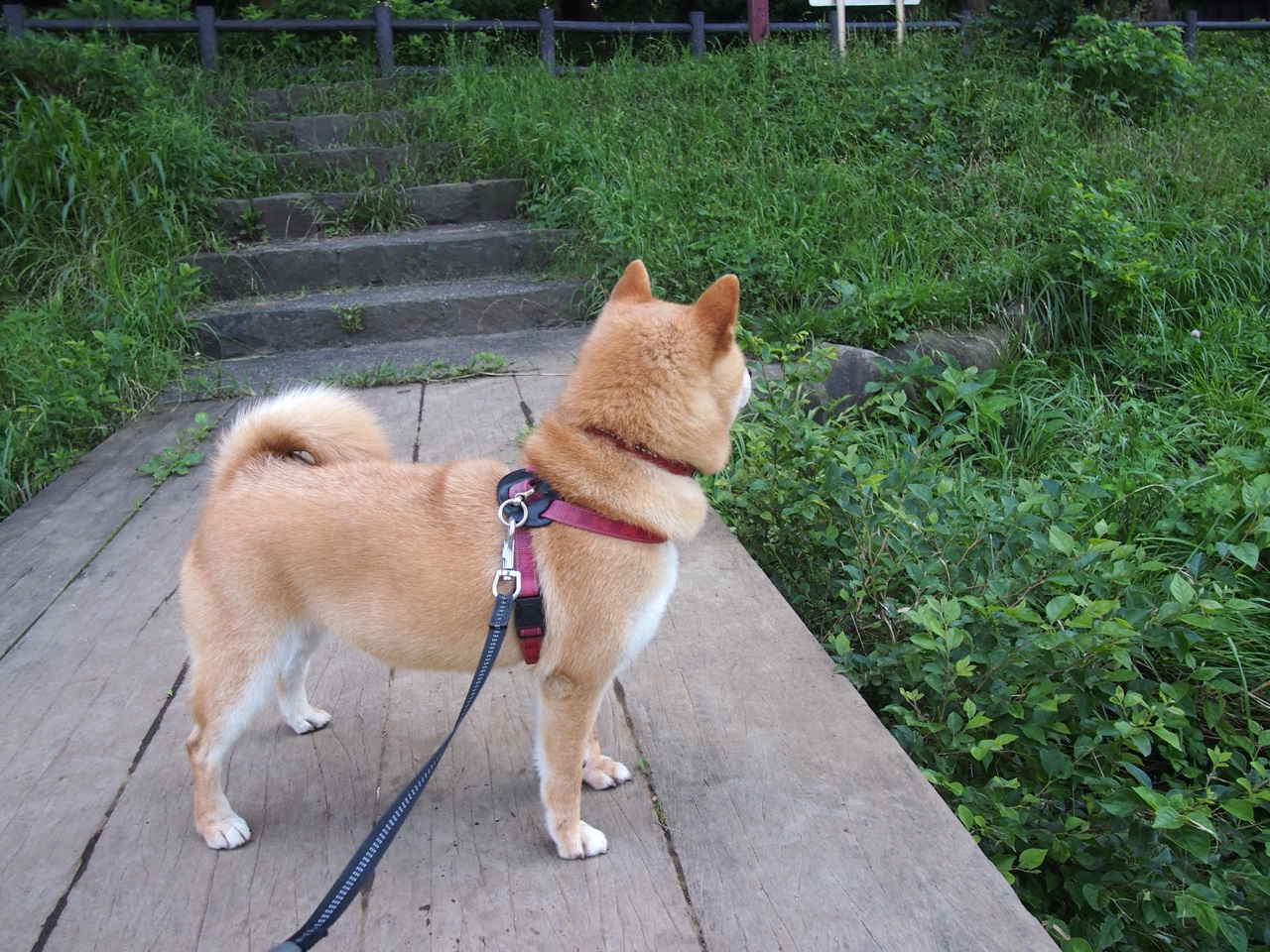 开云网站-伟大教练的战术哲学：他们如何改变了足球？，足球教练战术大师